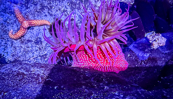 Cielux LED for Florida Aquarium Touch Pool