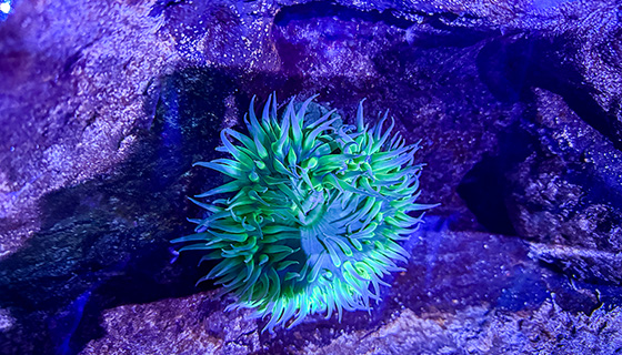 Cielux LED for Florida Aquarium Touch Pool