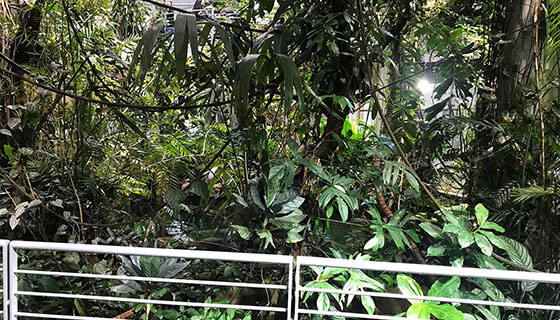 Cielux LED for Osher Rainforest Biodome