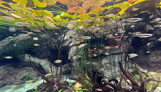 Cielux LED for Georgia Aquarium Wetlands