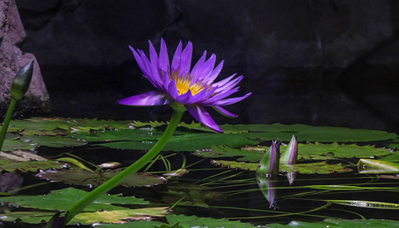 Cielux LED for Georgia Aquarium Wetlands