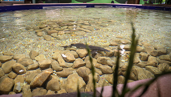 Cielux LED for Georgia Aquarium Explorers Cove