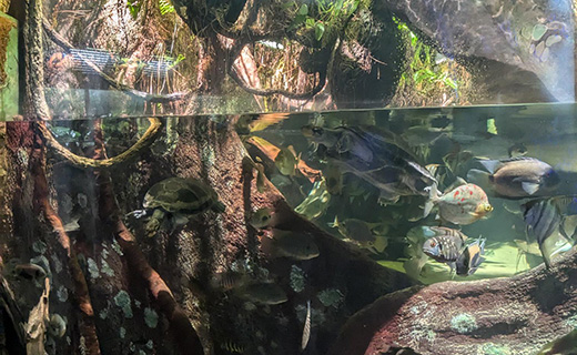 Cielux LED for New England Aquarium Flooded Forest and Piranhas