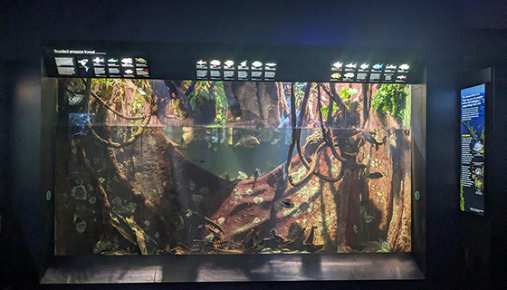 Cielux LED for New England Aquarium Flooded Forest and Piranhas