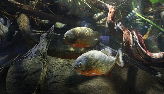 Cielux LED for New England Aquarium Flooded Forest and Piranhas