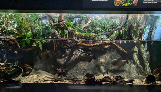 Cielux LED for New England Aquarium Flooded Forest and Piranhas