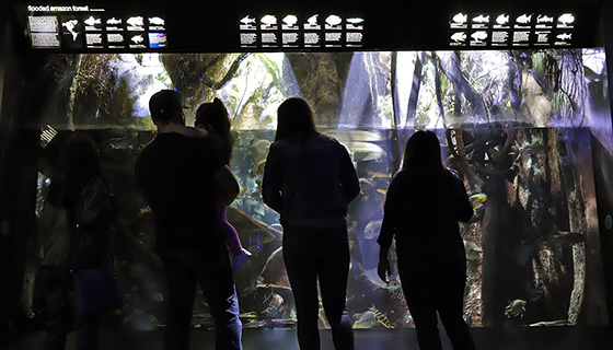 Cielux LED for New England Aquarium Flooded Forest and Piranhas