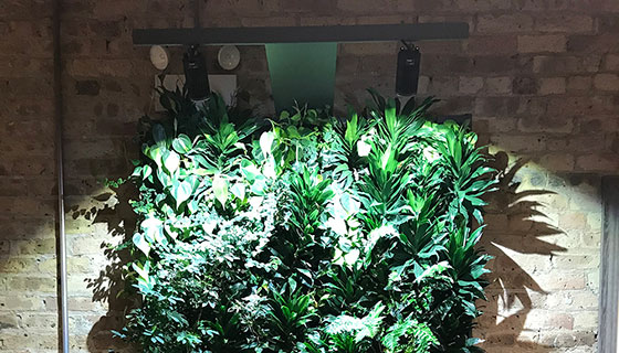 Cielux LED for Sage Greenlife Office