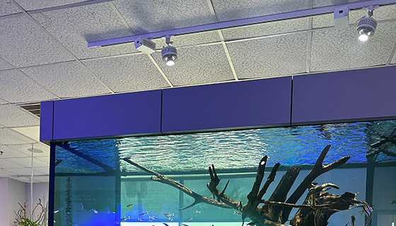 Cielux LED for Aquarium Design Group Showroom