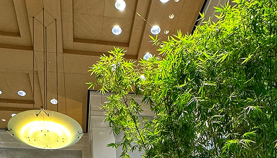 Cielux LED for Transwestern Bamboo