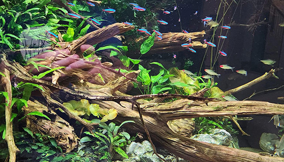 Cielux LED for Tropical Paludarium