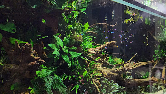 Cielux LED for Tropical Paludarium