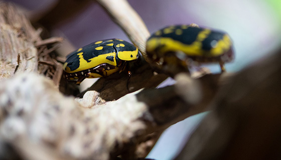 Cielux LED for Woodland Park Zoo Bug World