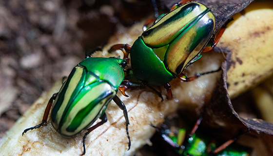 Cielux LED for Woodland Park Zoo Bug World