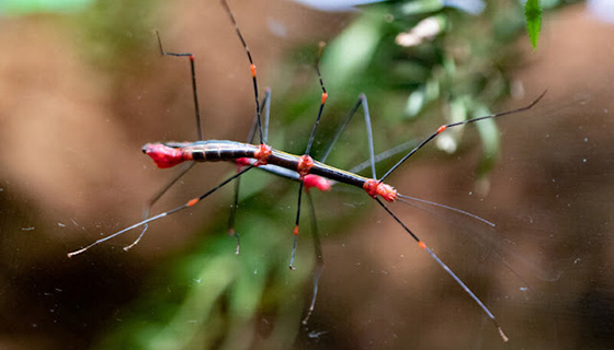 Cielux LED for Woodland Park Zoo Bug World